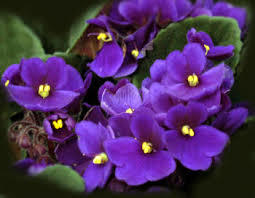 Violet is Februarys birth flower